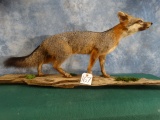 Beautiful Gray Fox Full Body Mount Taxidermy