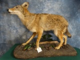 Coyote Full Body Mount Taxidermy