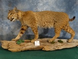 Large Bobcat Full Body Mount Taxidermy
