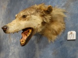 Cool! Timber Wolf Shoulder Mount Taxidermy