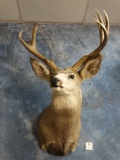 Non-typical Mule Deer Shoulder Mount Taxidermy