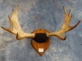 Shiras Moose Antlers on Wood Plaque