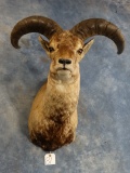 Awesome Chinese Blue Sheep Shoulder Mount Taxidermy