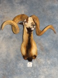 Monster Gold Medal Record Book Corsican Sheep Ram Shoulder Mount Taxidermy