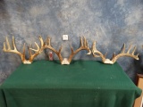 Very Nice Three Larger Whitetail Deer Racks Taxidermy (3 x $)