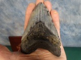 Miocene Period 4 7/8