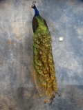 Brand New! Stunning Peacock Bird Mount Taxidermy