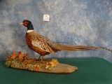 Well Done Ringneck Pheasant Bird Mount in Habitat Taxidermy