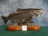 Outstanding 29 1/2 Spawning Silver Salmon Competition Quality Pedestal Fiberglass Reproduction Fish