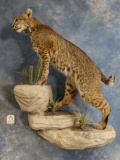 Awesome Brand New Bobcat Full Body Mount Taxidermy