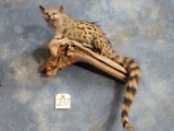 Beautiful African Genet Cat Full Body Mount Taxidermy