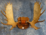 Record Class Canadian Moose Antlers mounted on Walnut Panel Taxidermy