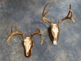 Very Nice 8pt. & 10pt. Whitetail Deer Skulls on plaques Taxidermy (2 x $ )