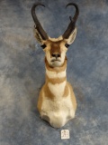 Beautiful Pronghorn Antelope Shoulder Mount Taxidermy