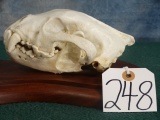 Very Large Wolverine Skull Taxidermy