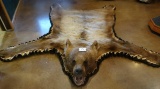 Magnificent AAA Quality Cinnamon Blond colored Black Bear Rug Mount Taxidermy