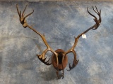 Double Shoval Quebec Labrador Caribou Antlers on Panel Taxidermy