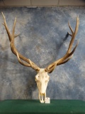 Beautiful Large 8 x 7 382 gross  Elk Skull Taxidermy