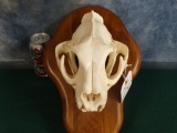 Big Record Class Mountain Lion Skull on table Pedestal Panels Taxidermy