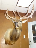 Big  6 x 6 Bugling Elk Shoulder Mount Taxidermy