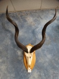Beautiful African Cape Kudu Skull on Panel Taxidermy