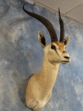 Pretty Grant's Gazelle Shoulder Mount Taxidermy