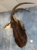 Gorgeous African Sable Antelope Shoulder Mount Taxidermy