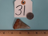 Cool Great White Shark Fossilized Tooth