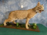 Nice Bobcat Full Body Mount Taxidermy