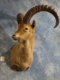 Magnificent Western Tur Shoulder Mount Taxidermy
