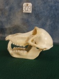 Nice African Chacma Baboon Skull Taxidermy