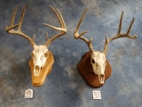Pair of Whitetail Deer Skulls on wall Pedestal Panels Taxidermy ( 2 x $)