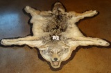 Nicely Padded and Felted Coyote Rug Taxidermy