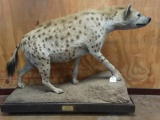 Big African Spotted Hyena Full Body Mount Taxidermy