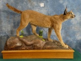 Awesome African Caracal Cat Full Body Mount Taxidermy