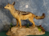 South African Black Backed Jackal Full Body Mount Taxidermy
