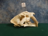 Saber Tooth Tiger Fiberglass Reproduction Skull