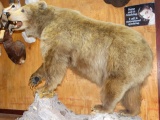 Spectacular Interior Grizzly Bear Full Body Mount Taxidermy