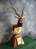 Gold Medal Top 10 Award Black Antelope Shoulder Mount Taxidermy