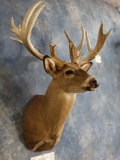 Monster Whitetail Deer 213 3/8