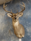 9 point Texas Whitetail Deer Shoulder Mount Taxidermy