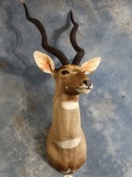 Outstanding Record Book African Lesser Kudu Shoulder Mount Taxidermy