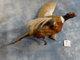 Flying Ringneck Pheasant Bird Mount Taxidermy