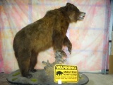 Beautiful Mountain Grizzly Bear Full Body Mount Taxidermy