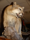 The Perfect Mountain Lion Full Body Mount Taxidermy