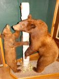 Beautiful Pair of Exploring Cinnamon Bears Full Body Mounts Taxidermy