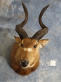 Rare African Forest Sitatunga Swamp Antelope Shoulder Mount Taxidermy