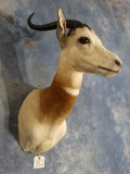 # 2 All Time Dama Gazelle Shoulder Mount Taxidermy **TEXAS RESIDENTS ONLY**