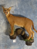 Cool African Caracal Cat Full Body Mount Taxidermy