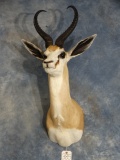 Record Book Kalahari Springbuck Gazelle Shoulder Mount Taxidermy